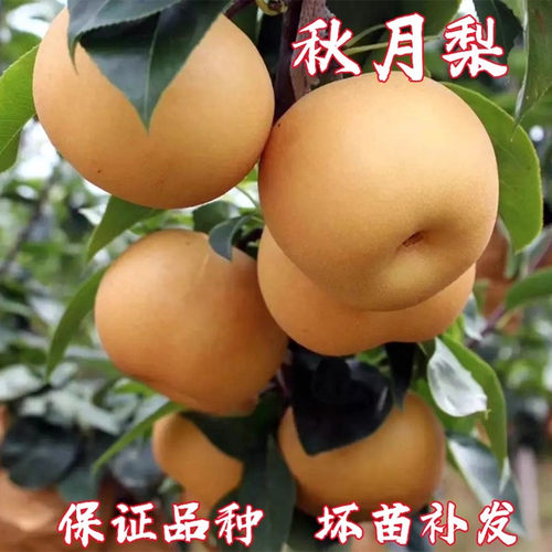正宗秋月梨树果苗嫁接冰糖