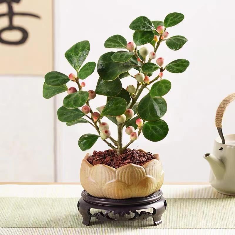小盼菩提树发财树盆栽植物室内小叶紫檀招财懒人绿植花卉四季常青