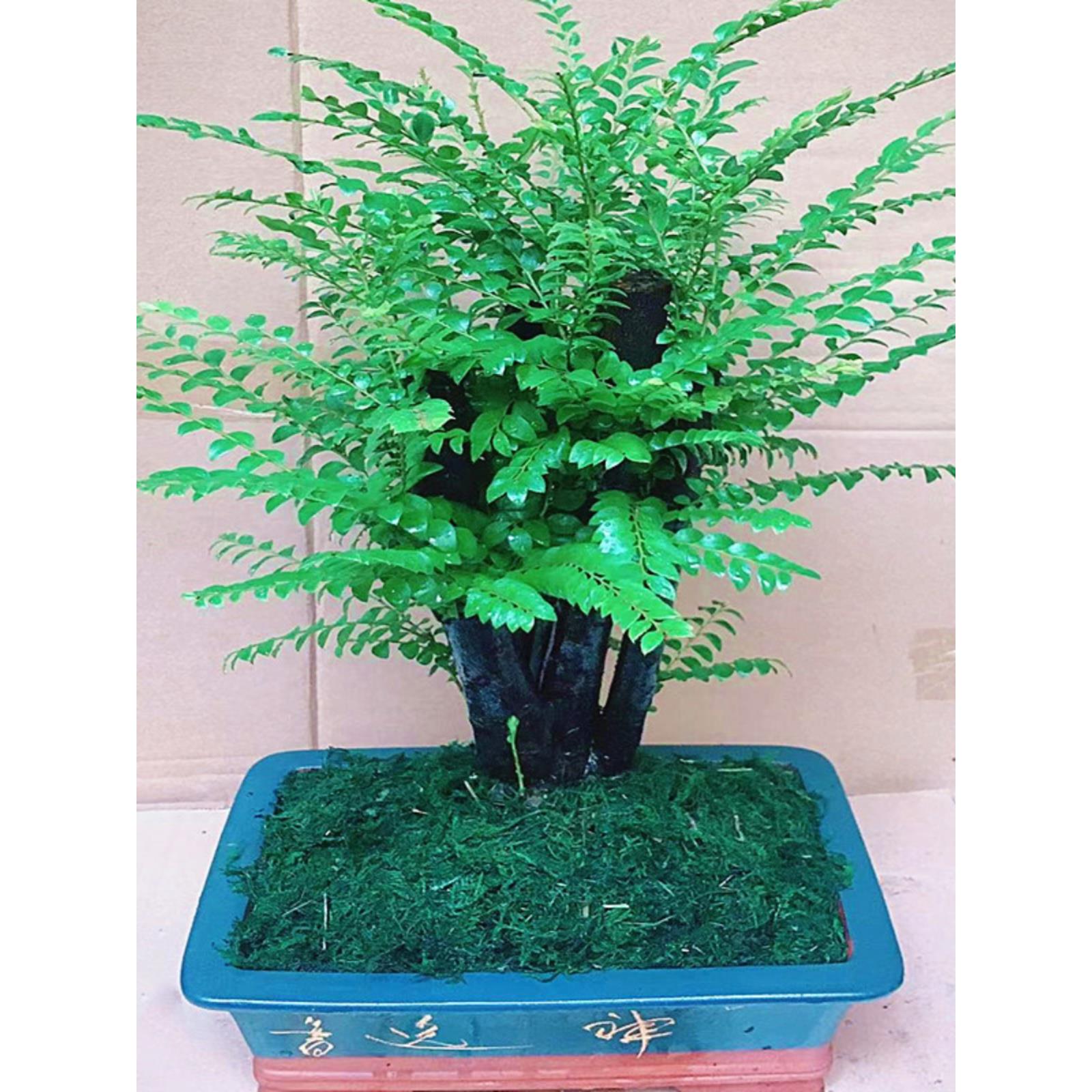 室内名贵小叶紫檀盆景树桩四季常青办公桌面绿植黑骨茶黑檀木盆栽