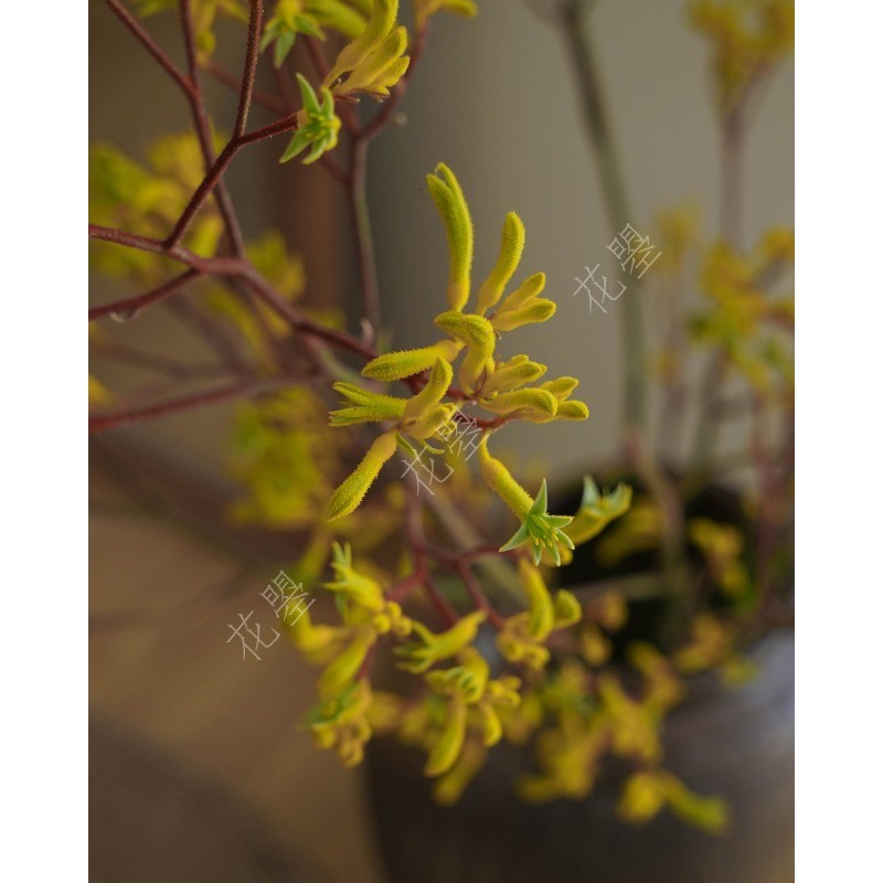 花曌 袋鼠爪花鲜花水养鲜切花真花可做干花餐桌面落地家居瓶插花