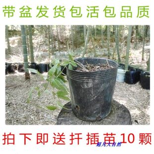 浙江紫藤三叶青苗 带盆三叶青种苗 包成活金线吊葫芦绿植净化空气