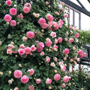 粉色龙沙宝 花苗庭院爬藤阳台花卉蔷薇 爬墙藤本月季