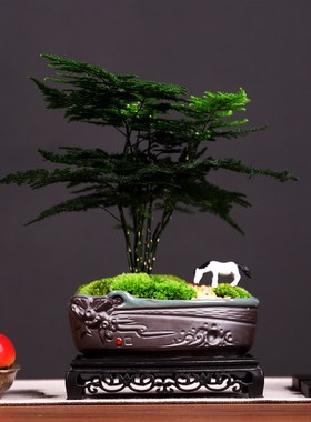 文竹盆栽植物办公室内造景四季好养茶桌绿植盆景花卉客厅桌面摆件