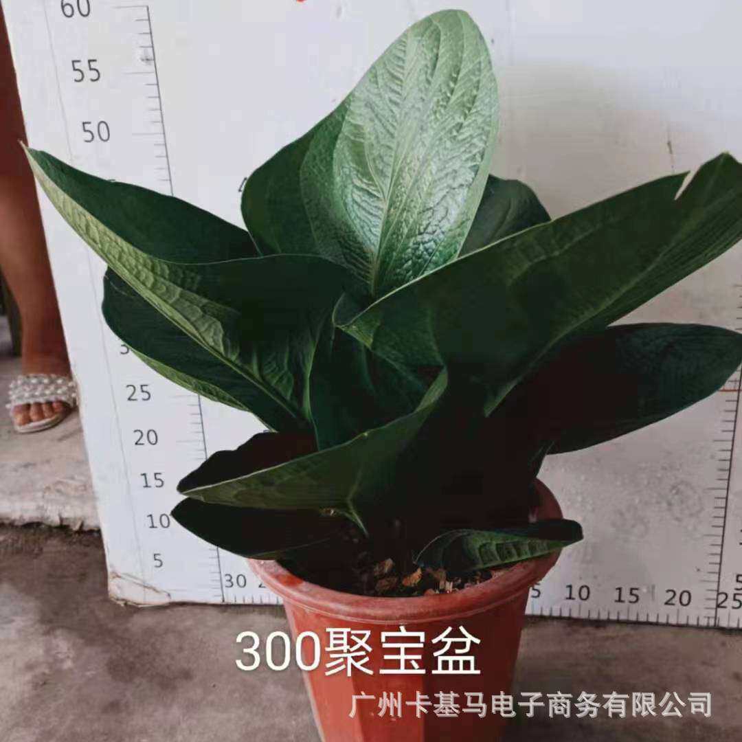 基地直供|聚宝盆大中小型 ins室内北欧网红绿植盆栽花卉稀有趣味