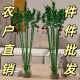 带根水培转运竹富贵竹植物水养弯竹开运竹子盆载客厅室内好养绿植