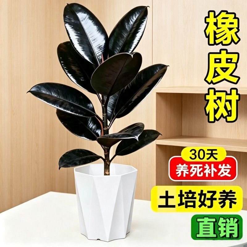 橡皮树盆栽黑金刚室内客厅绿植花卉盆栽南北方种植橡胶树净化空气