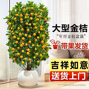大棵金桔树盆栽带果室内客厅植物庭院绿植四季结果好养易成活盆景