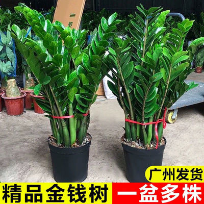 耐活大棵金钱树盆栽大绿植发财树落地室内客厅办公室植物花卉绿植