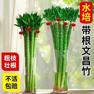 文昌竹龙竹富贵竹水培植物室内好养带根转运竹办公室工位桌面绿植