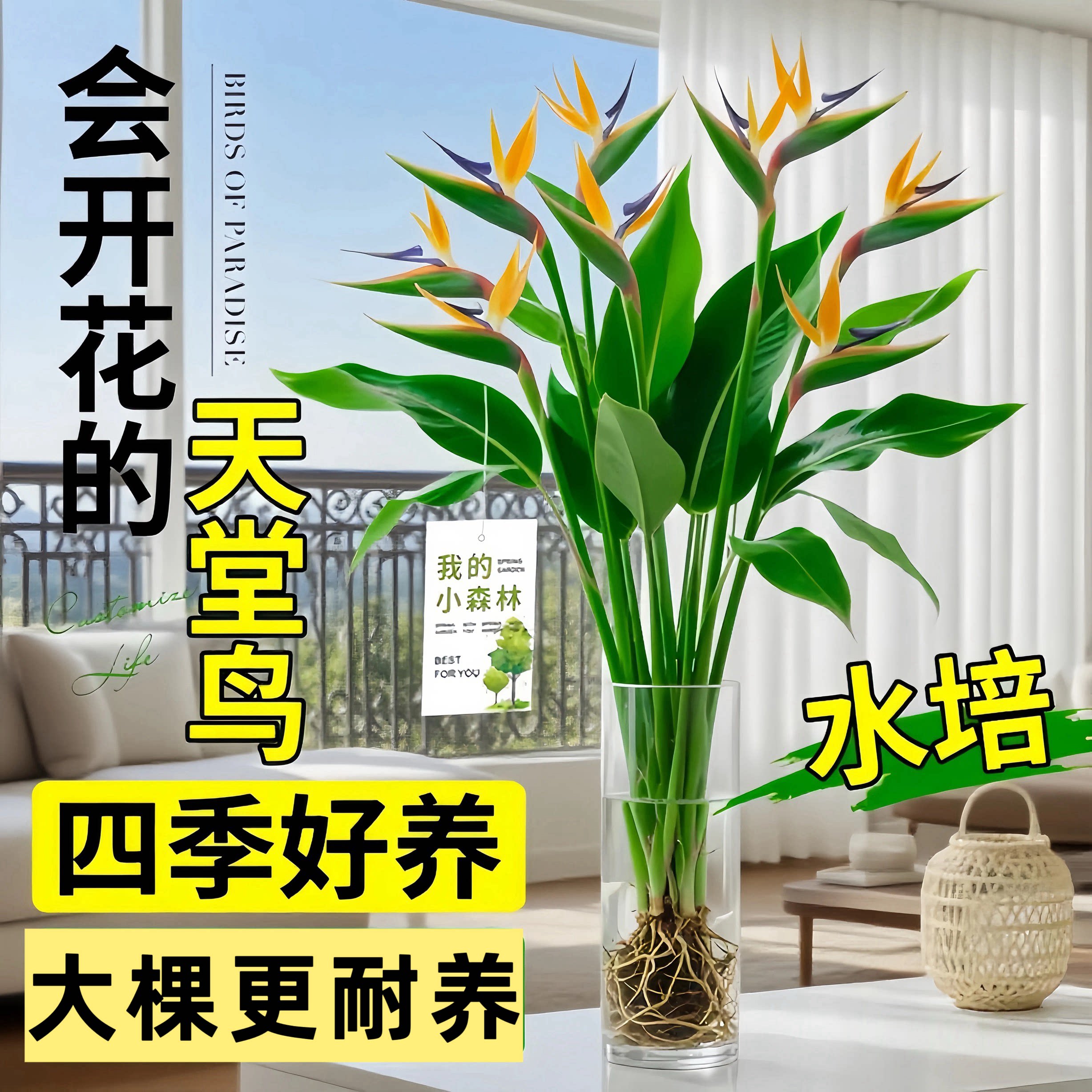 大天堂鸟无土纯水培植物室内好养绿植水培水养易活桌面绿植除甲醛