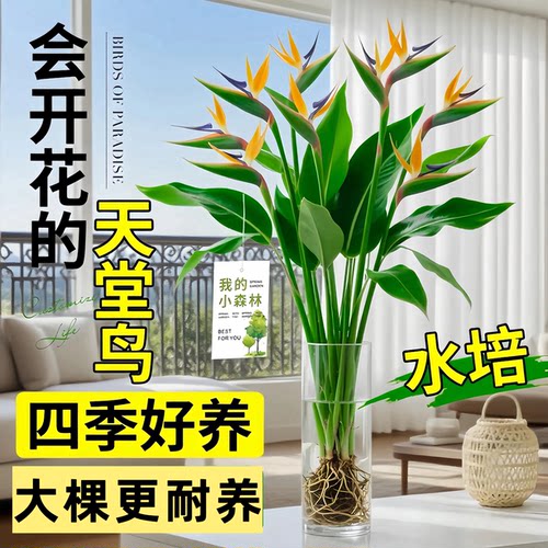 大天堂鸟无土纯水培植物室内好养绿植水培水养易活桌面绿植除甲醛