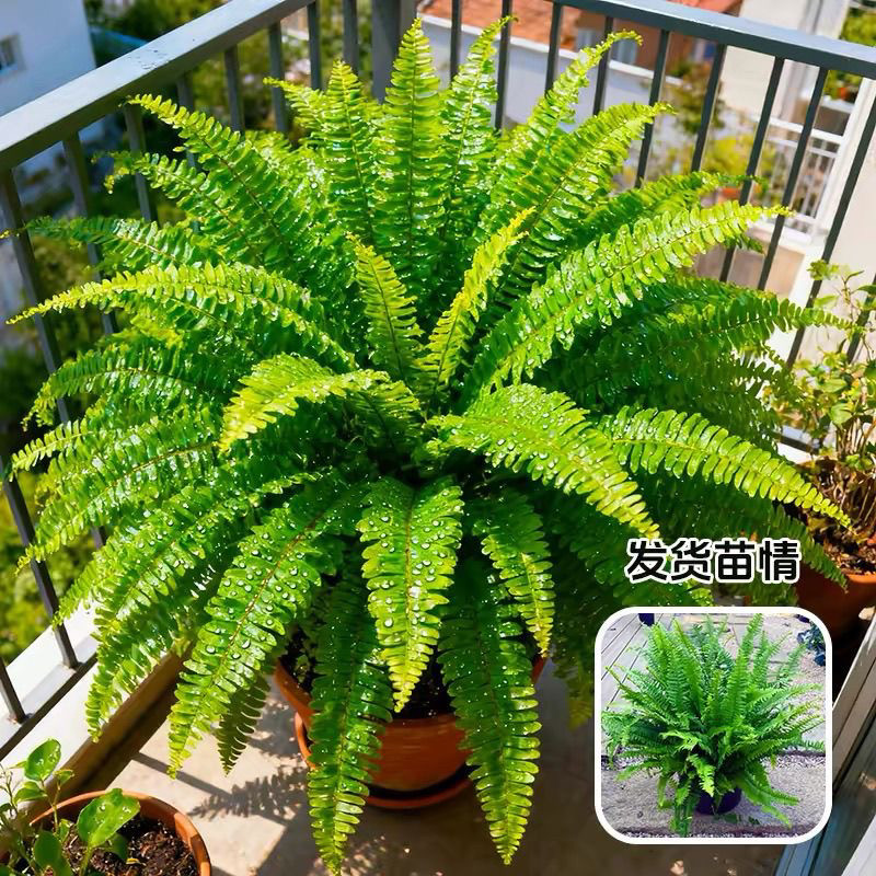 铁树富贵蕨盆栽大型绿植办公室花卉家用盆景客厅前台阳台室内盆栽