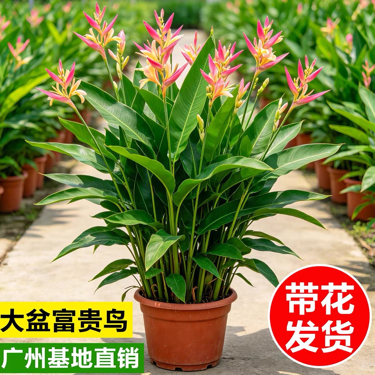 富贵鸟常年开花绿植室内客厅送礼开业四季常青办公室植物盆载好