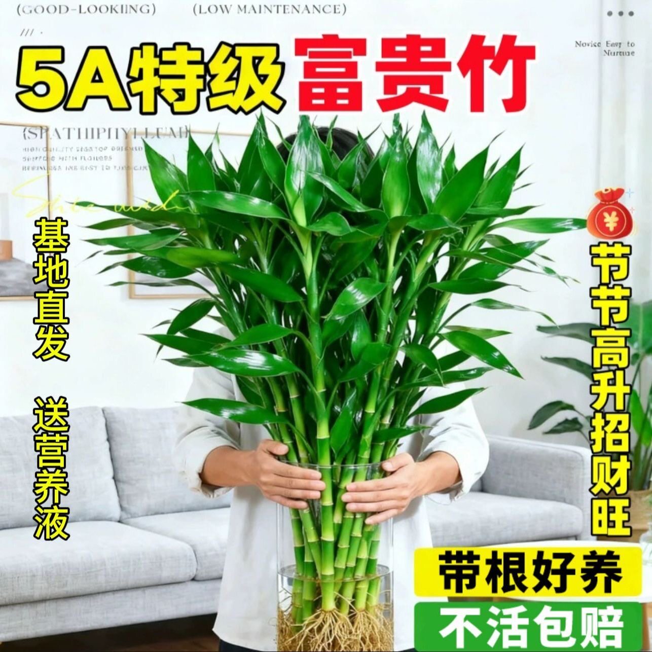 富贵竹招财带根水培水养绿植客厅室内吉祥观音竹金钱转运净化空气