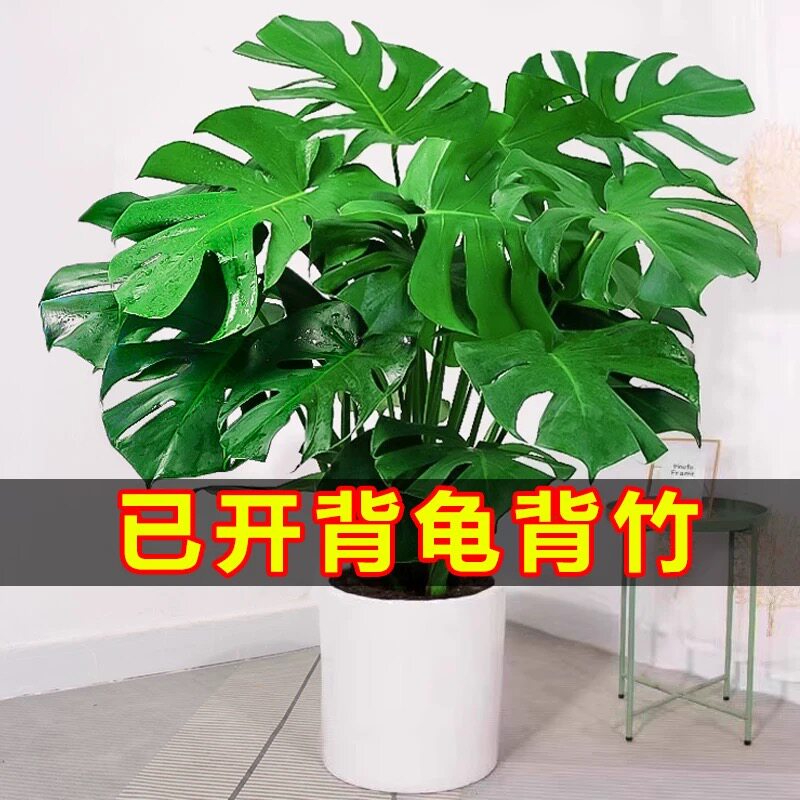 大型龟背竹盆栽绿植室内客厅办公室清新空气四季常青大叶土培植物图片