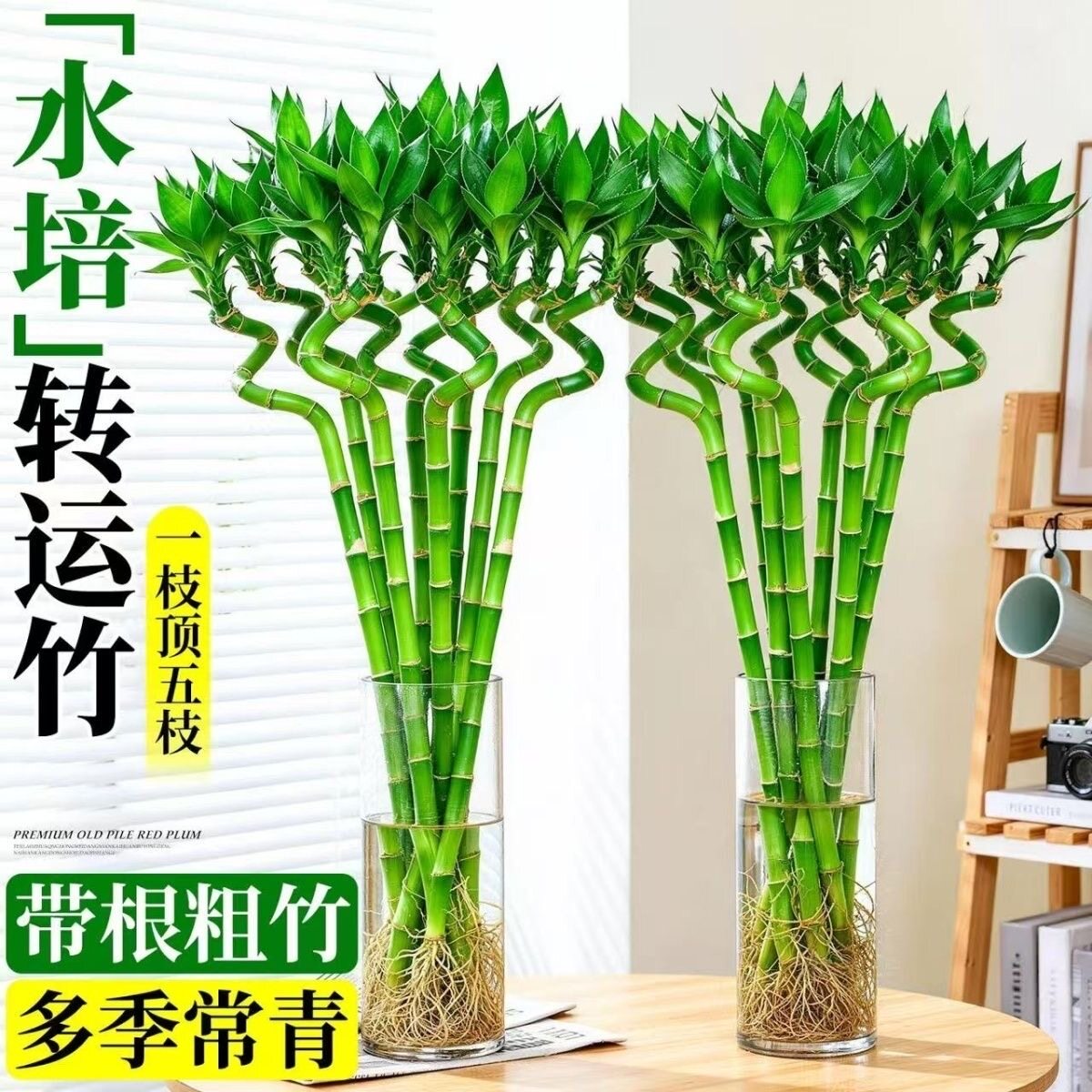 带根水培转运竹富贵竹植物水养弯竹开运竹子盆载客厅室内好养绿植