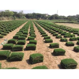 重庆花园真草坪四季 起发货 青马尼拉带土草坪庭院绿化草皮满200元