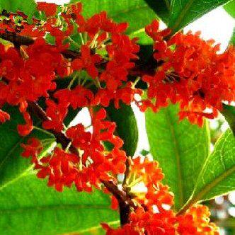 桂花树苗庭院丹桂朱砂红桂花苗 桂花树 精品桂花品种