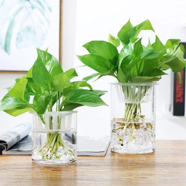 欧式简约小清新家居玻璃花瓶客厅花瓶摆件透明绿萝水培插花花瓶