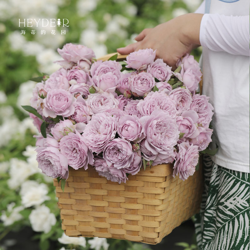 海蒂的花园空蒙直立月季丰花耐热波浪花型阳台庭院花卉植物盆栽苗