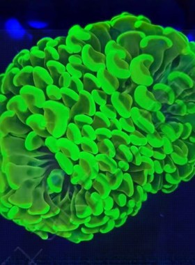 榔头珊瑚荧光绿色双色玫瑰金分枝金色猪腰K提子榔头海水缸软体珊