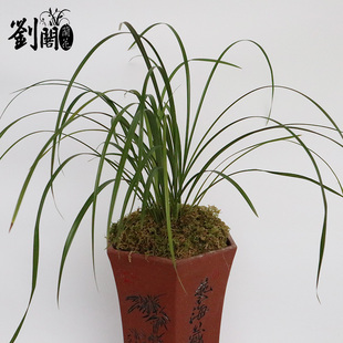 刘阁兰花苗 莲瓣兰白素传统名品碧龙玉素冬带浓香花苞出售花卉草