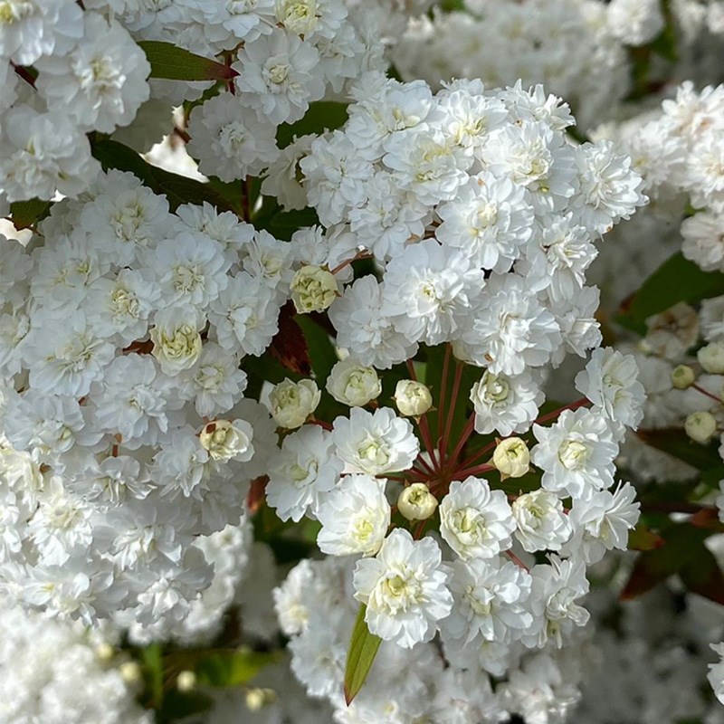 重瓣绣线菊花苗盆栽八重小手球阳台花园庭院花卉花镜搭配植物耐寒