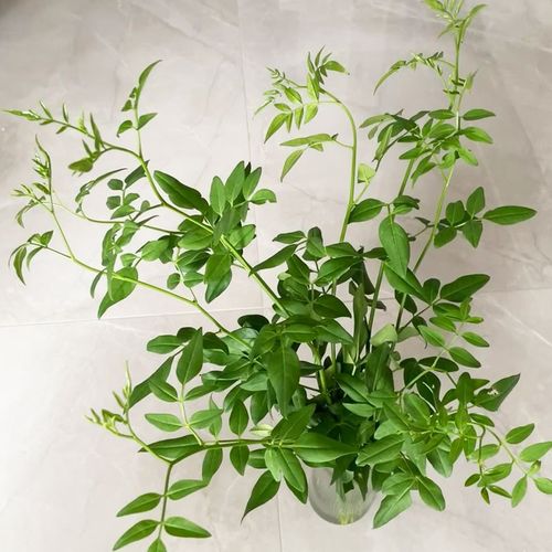 夏季新宠九星叶鲜花鲜切枝百搭花材清凉一抹绿配叶有格调花瓶插花