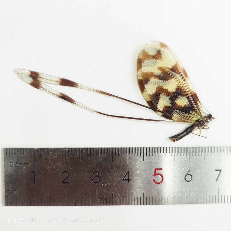 蝶语:环纹斑旌蛉 真昆虫标本 珍贵珍稀稀有物种 收藏科普展览