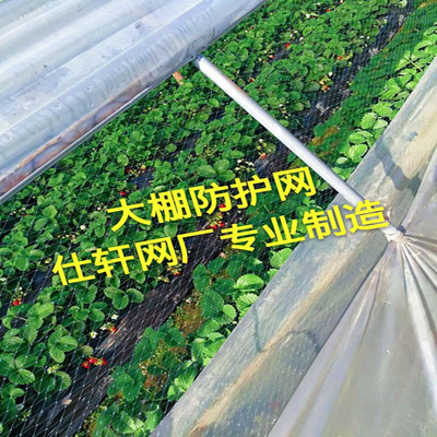 农用草莓俩侧通风口防鸟网葡萄果园天网西瓜大棚口拦鸟果树防护网