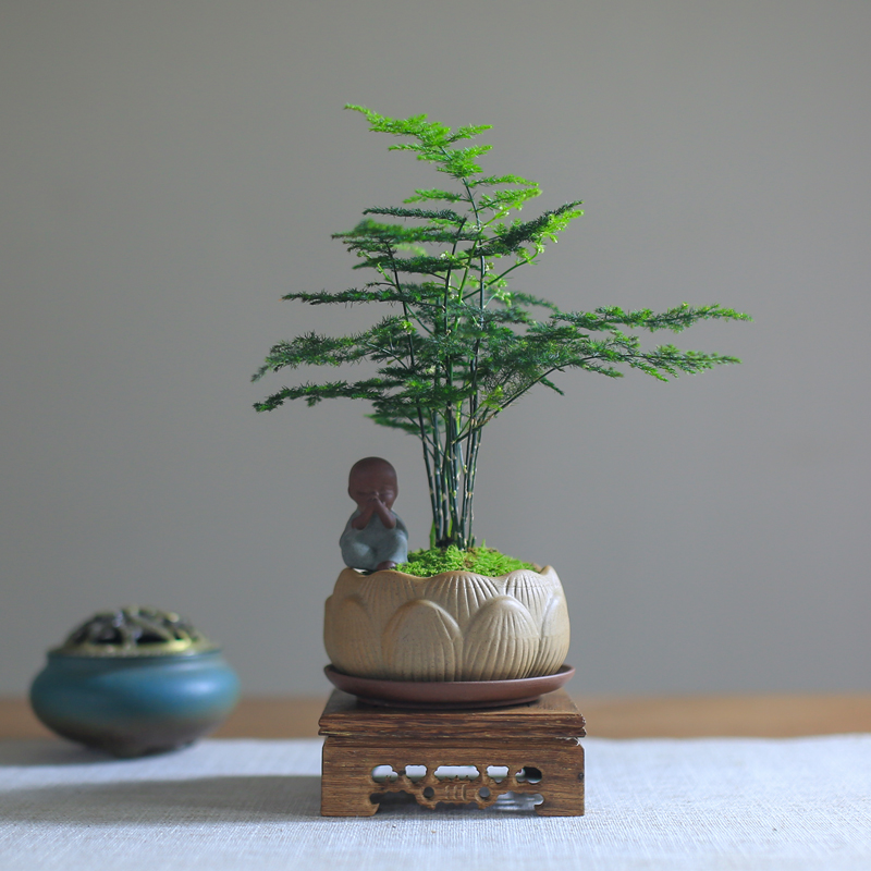 文竹盆栽净化空气绿植四季好养防辐射观叶创意盆景客厅办公桌阳台