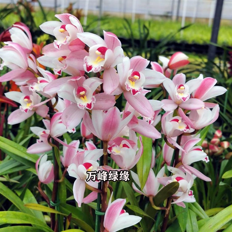 绿缘兰花苗四季兰小花蕙兰 雪梅 粉色杂交兰淡香桌面绿植室内盆栽