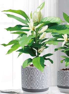 白兰黄兰浓香庭院花园阳台多年生四季种植易成活净化空气易成活