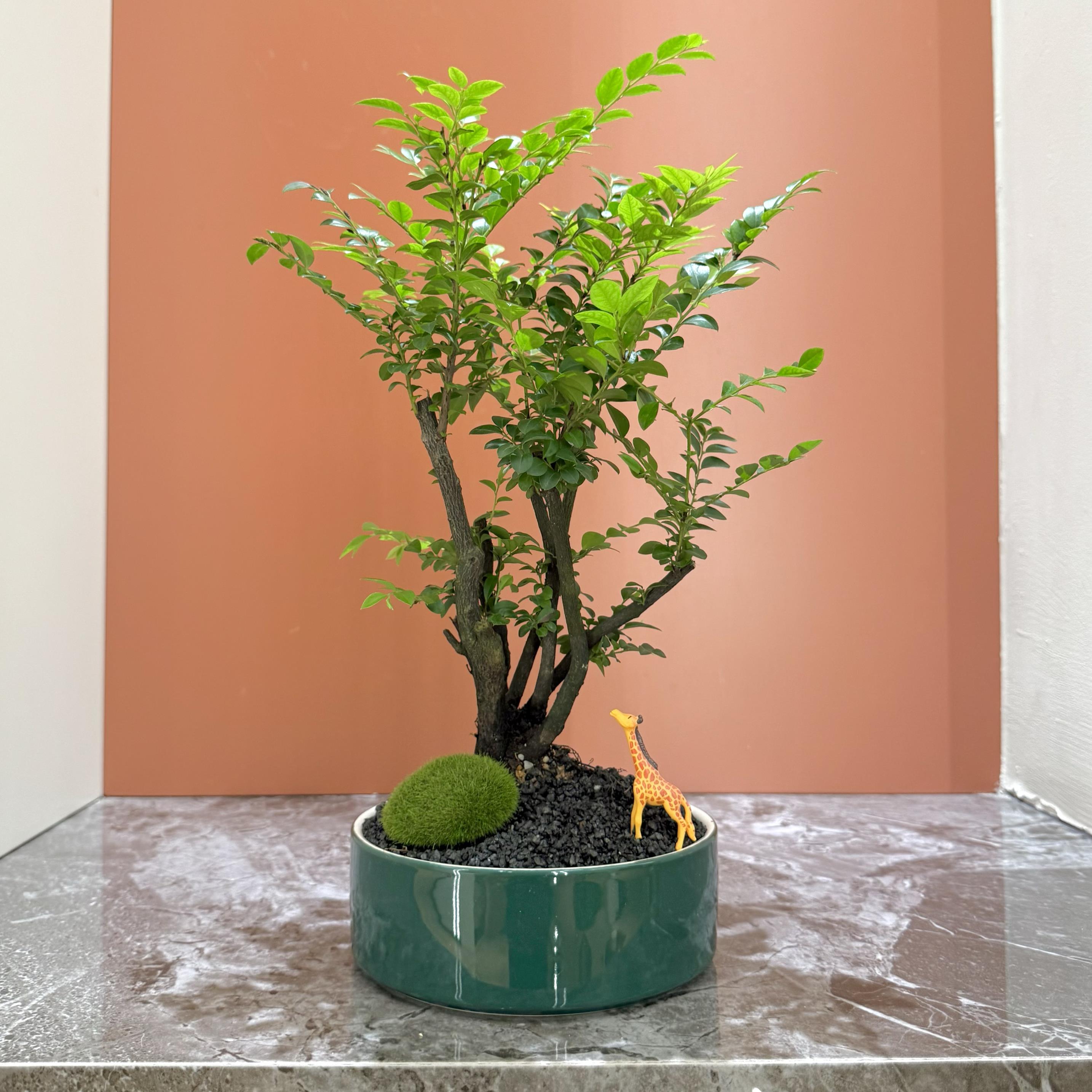 禅意老桩丛林小叶紫檀黑骨茶盆栽盆景室内客厅办公室桌面观叶绿植