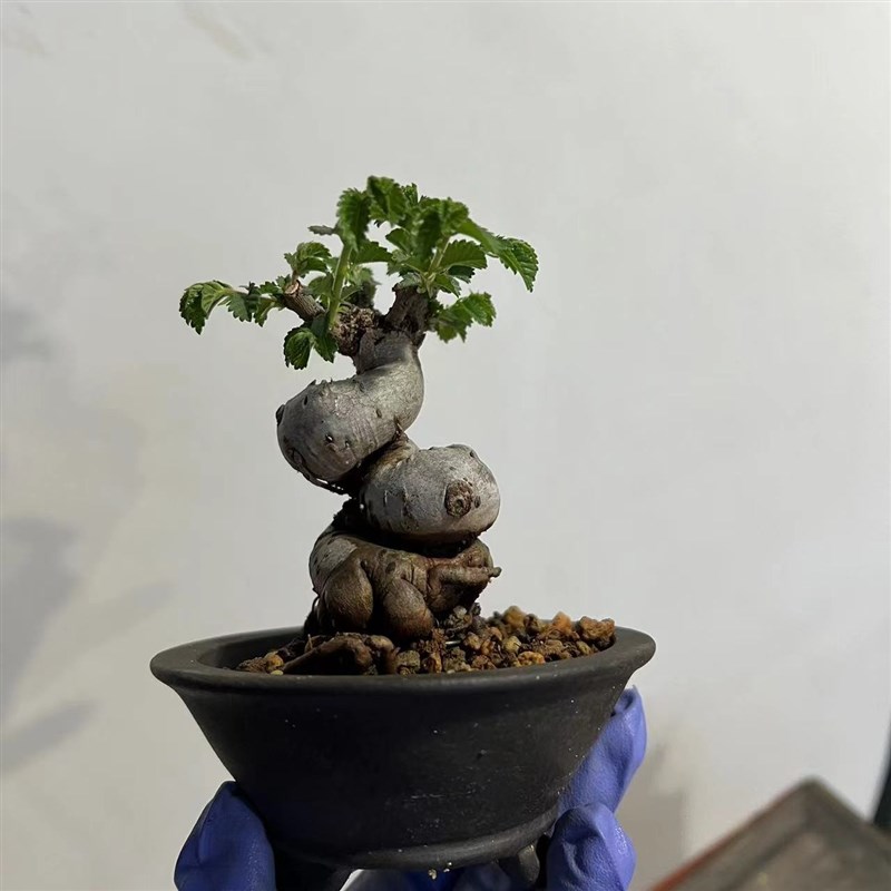 【薇园精选】小叶榆树盆景老桩矮霸盆G栽榔榆造型麻郎榆庄绿植茶