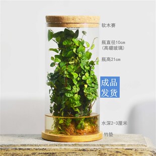 自循环生物课实验系统自循环花叶薜荔生态瓶昆虫螃蟹微景观成品