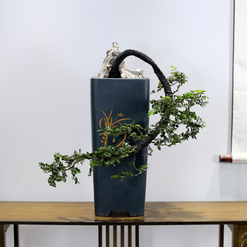 大型小叶紫檀黑骨茶盆景悬崖造型老桩植物室内客厅办公室绿植盆栽