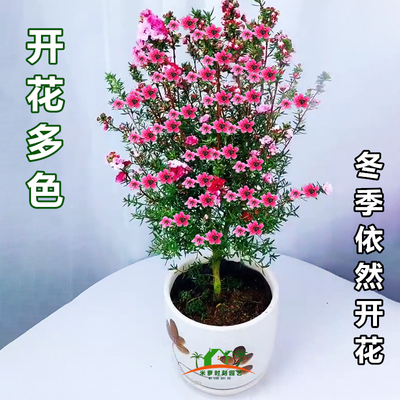 松红梅盆栽带花苞耐寒多季松雪梅室内外盆栽好养三色梅花一树多色