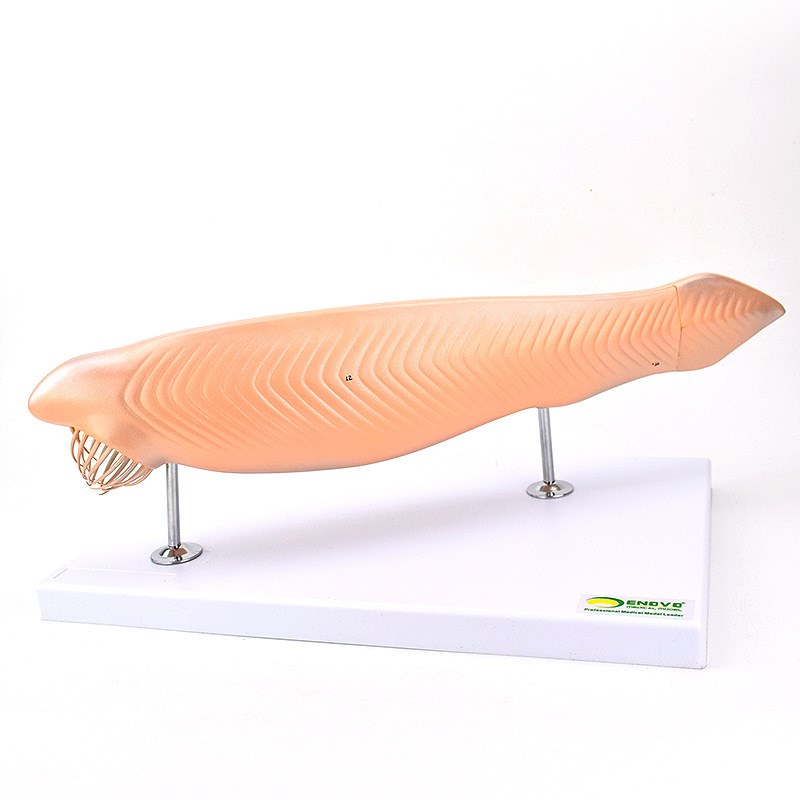 文昌鱼模型蛞蝓鱼脊索动物文L昌鱼纲文昌鱼目脊索动物门