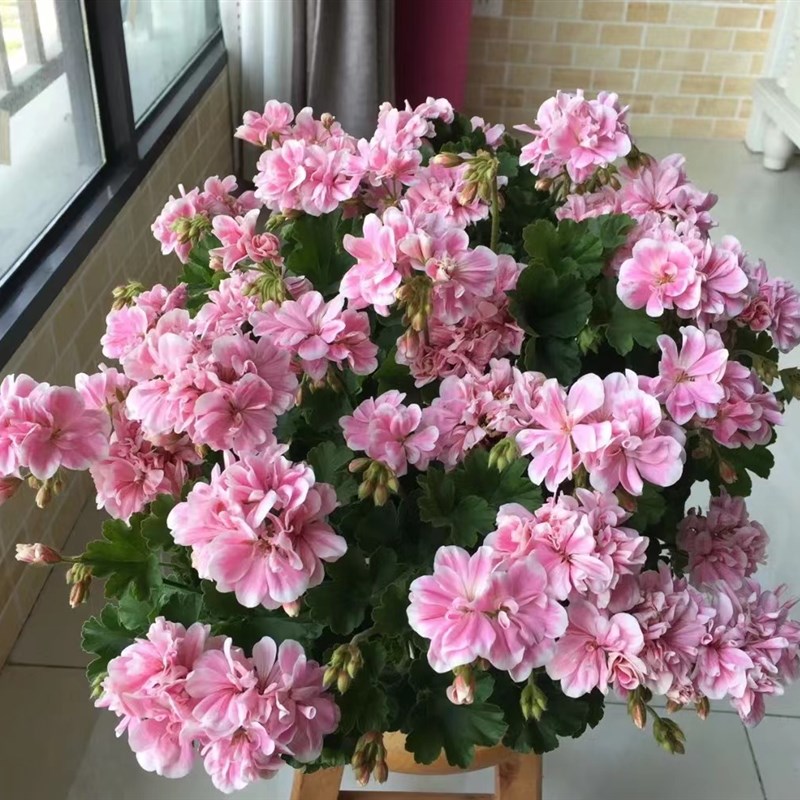 精品直立重瓣大花天竺葵盆栽花卉庭院花苗四季开花不断带花苞发货