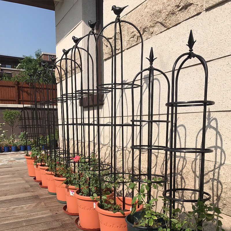 海蒂的花园 园之助小鸟玫瑰花架月季铁线莲爬藤植物通用