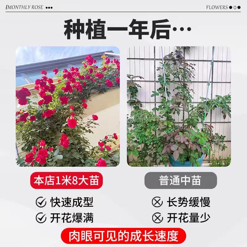 蔷薇花苗藤本月季特大花苗庭院藤曼植物四季开花玫瑰爬藤植物爬墙