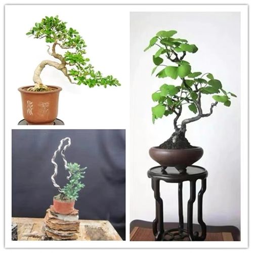 曲杆瓜子黄杨苗微型盆景地柏塑形黑松造型矮化银杏白果长青绿植苗