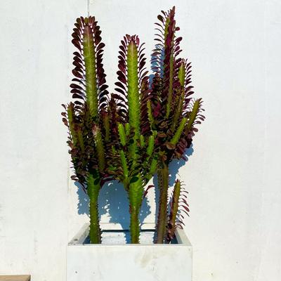 特大号龙骨花仙人掌盆栽室内客厅阳台易养护耐旱多肉植物