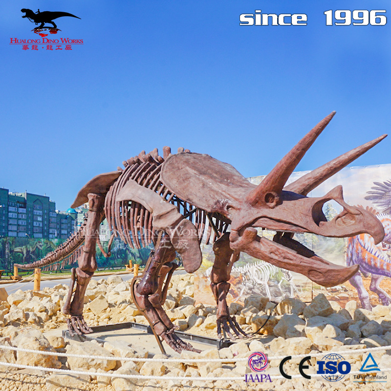 玻璃钢三角龙化石骨架模型摆件源头大型仿真恐龙工厂 生产