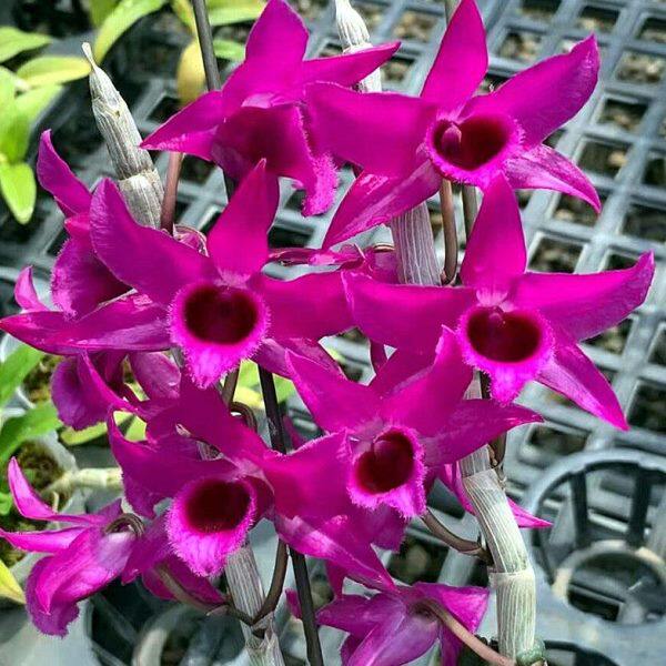 买一送一 麝香石斛 浓香石斛杂交稀有品种 花色艳丽有香味无花2盆