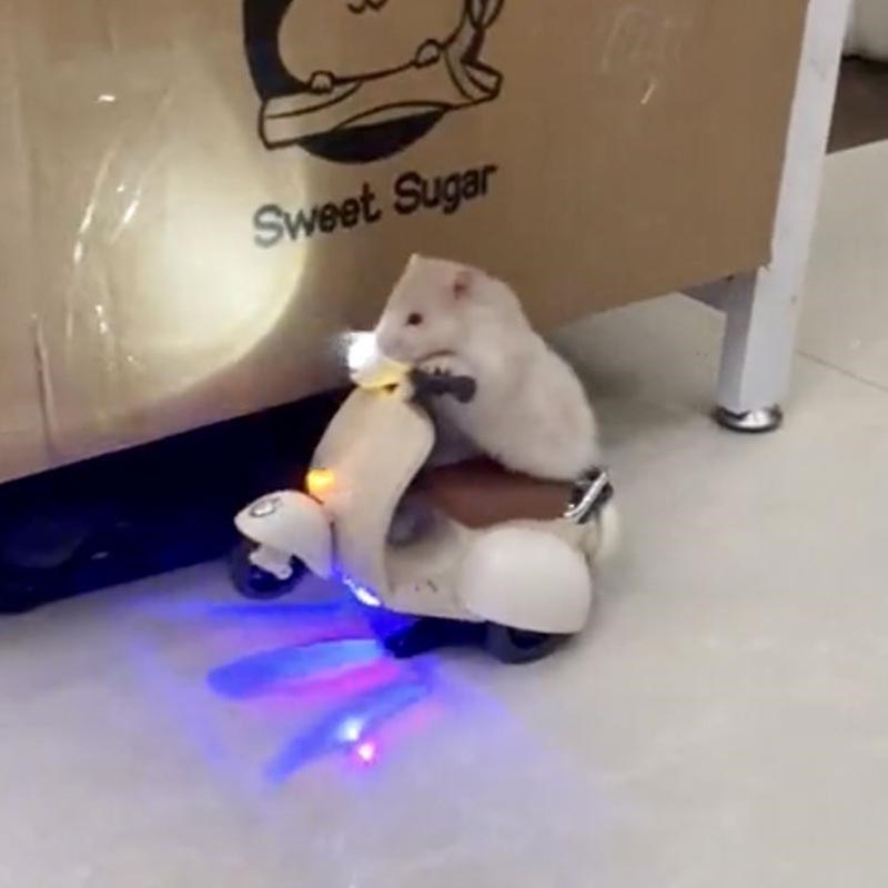 仓鼠摩托棉花娃娃小绵羊特技猫咪摩托车炫舞三轮车玩具宠物电动车