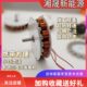 有铁芯发电机 多极 强磁 高发电 三相交流发电机 低速 微型盘式
