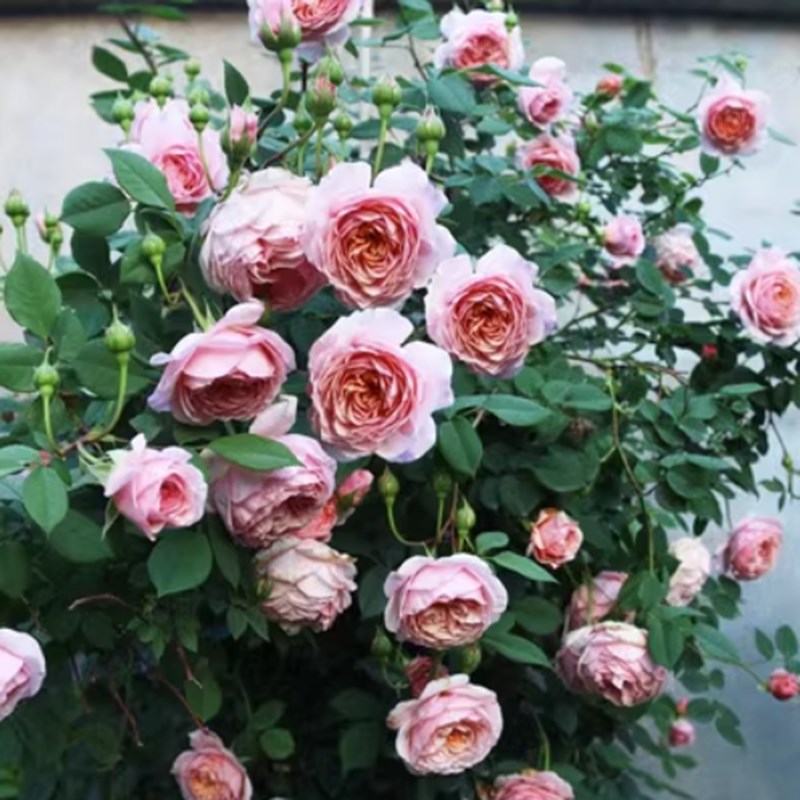 爬藤月季威廉莫里斯藤本玫瑰蔷薇花苗浓香型多季开花阳台庭院种植