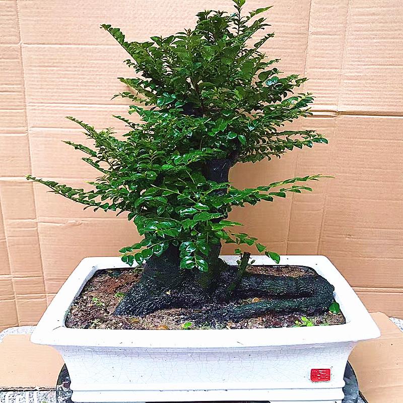 名贵小叶紫檀盆栽黑骨茶黑檀木盆景树桩室内桌面花卉绿植四季常青